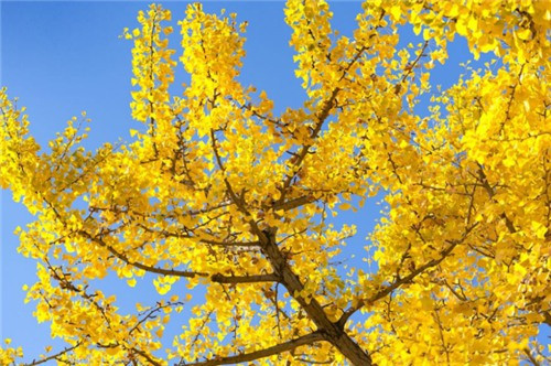 西安霸陵墓園有環(huán)保樹葬花葬