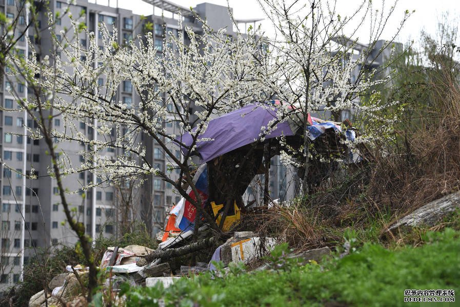 小區(qū)后山被私墾成農(nóng)場 挖平墓地種菜