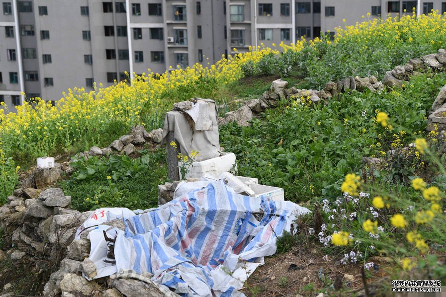 小區(qū)后山被私墾成農(nóng)場 挖平墓地種菜